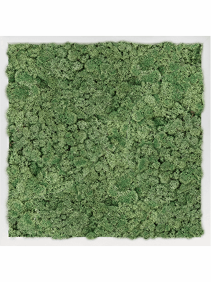 MDF RAL 9010 Satin Gloss 100% Reindeer Moss (Moss green) (↔60 cm ↕60 cm)