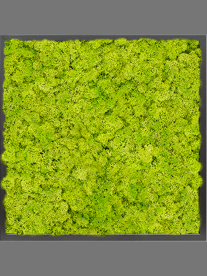 MDF RAL 9005 Satin Gloss 100% Reindeer Moss (Spring green) (↔60 cm ↕60 cm)