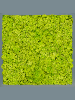 MDF RAL 7016 Satin Gloss 100% Reindeer Moss (Spring green) (↔60 cm ↕60 cm)