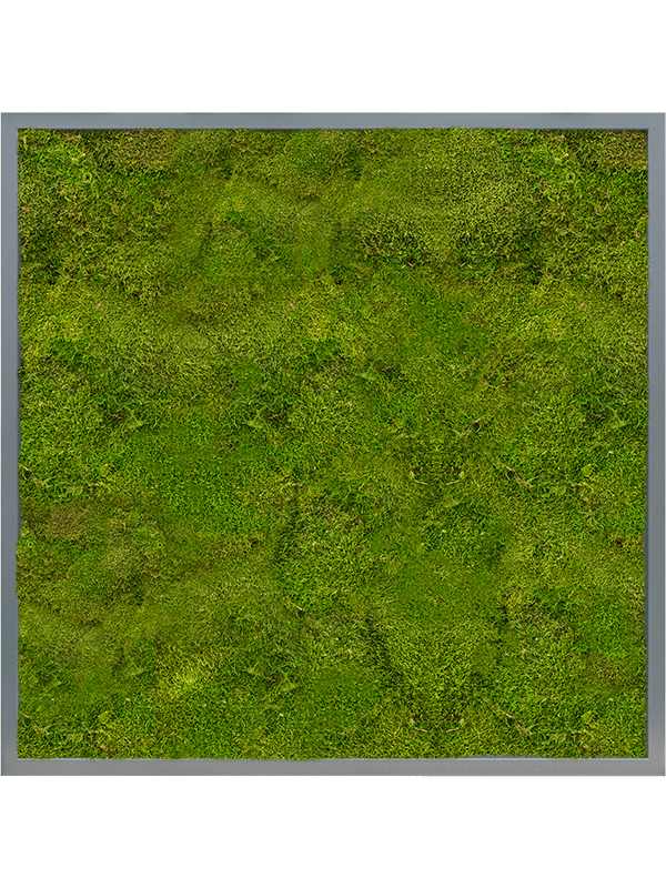 MDF RAL 7016 Satin Gloss 100% Flat Moss (↔80 cm ↕80 cm)