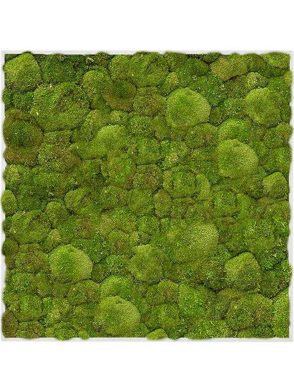 Stiel L RAL 9010 Matt 100% Ball Moss (↔50 cm ↕50 cm)