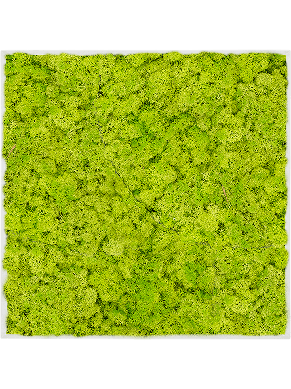 Stiel L RAL 9010 Matt 100% Reindeer Moss Spring Green (↔50 cm ↕50 cm)