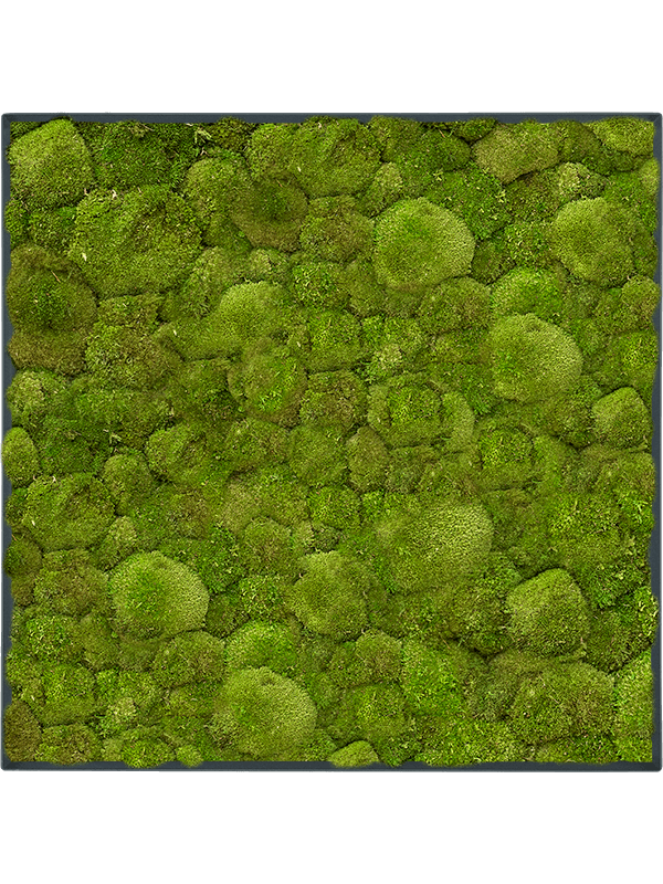 Stiel L RAL 7016 Matt 100% Ball Moss (↔50 cm ↕50 cm)