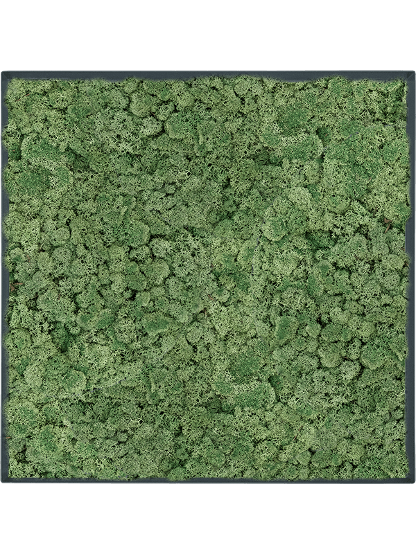 Stiel L RAL 7016 Matt 100% Reindeer Moss (Moss green) (↔50 cm ↕50 cm)