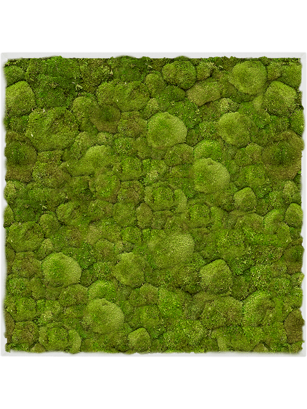 Stiel L RAL 9010 Matt 100% Ball Moss (↔70 cm ↕70 cm)