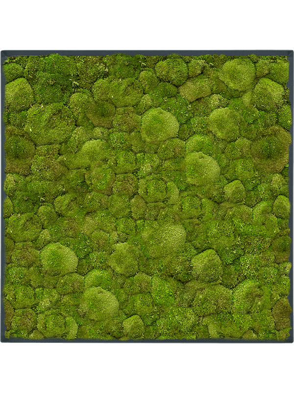 Stiel L RAL 7016 Matt 100% Ball Moss (↔70 cm ↕70 cm)