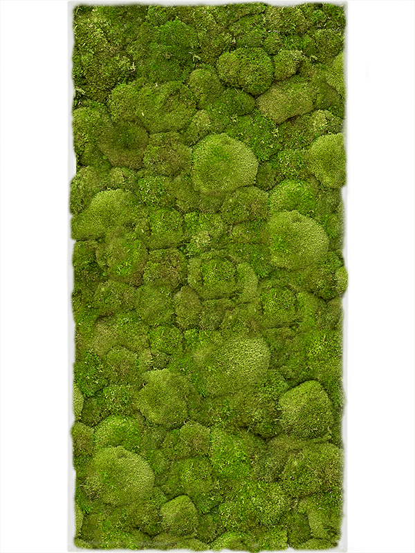 Stiel L RAL 9010 Matt 100% Ball Moss (↔100 cm ↕50 cm)