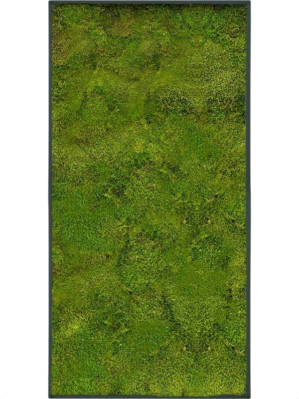 Stiel L Ral 7016 Matt 100% Flat Moss (↔100 cm ↕50 cm)