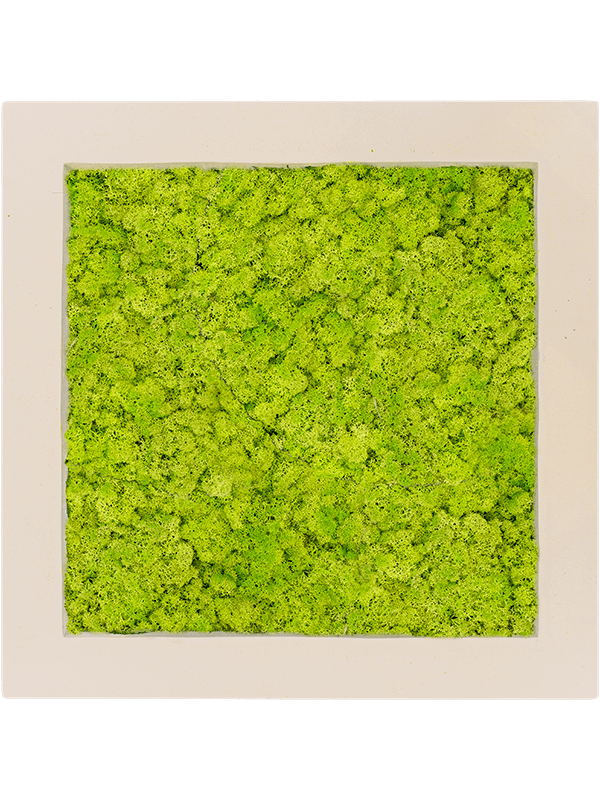 Polystone Natural 100% Reindeer moss (Spring green) (↔70 cm ↕70 cm)