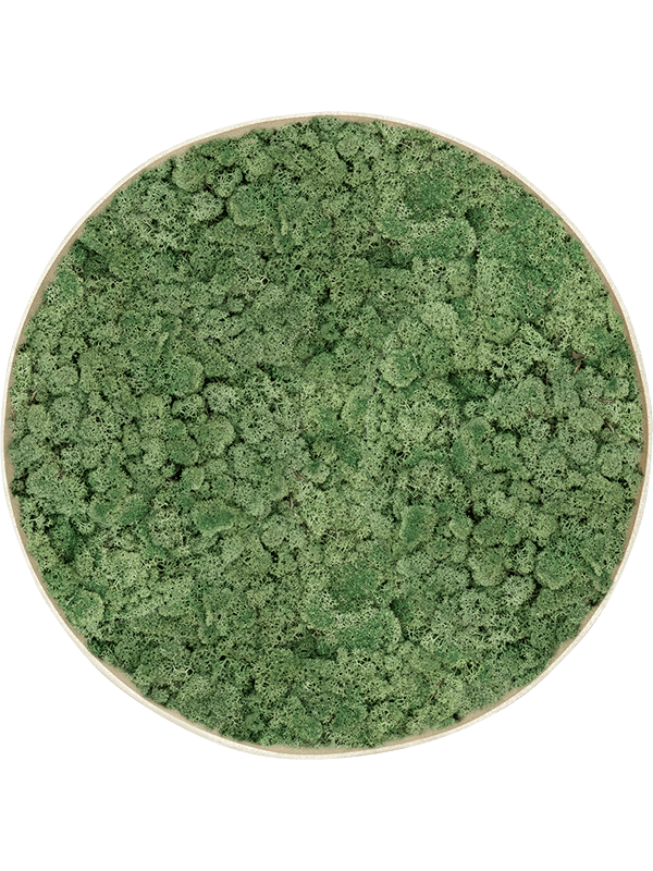 100% Reindeer Moss (Moss green) (⌀40)
