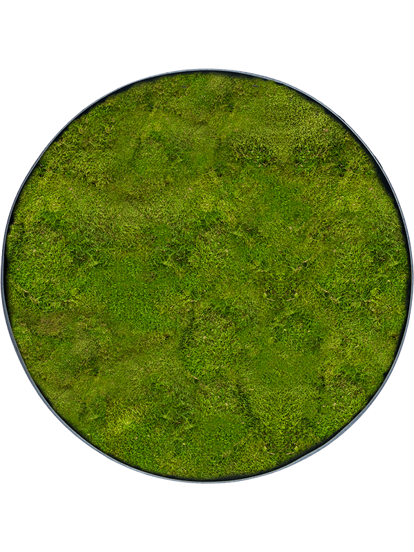 100% Flat moss (⌀30)