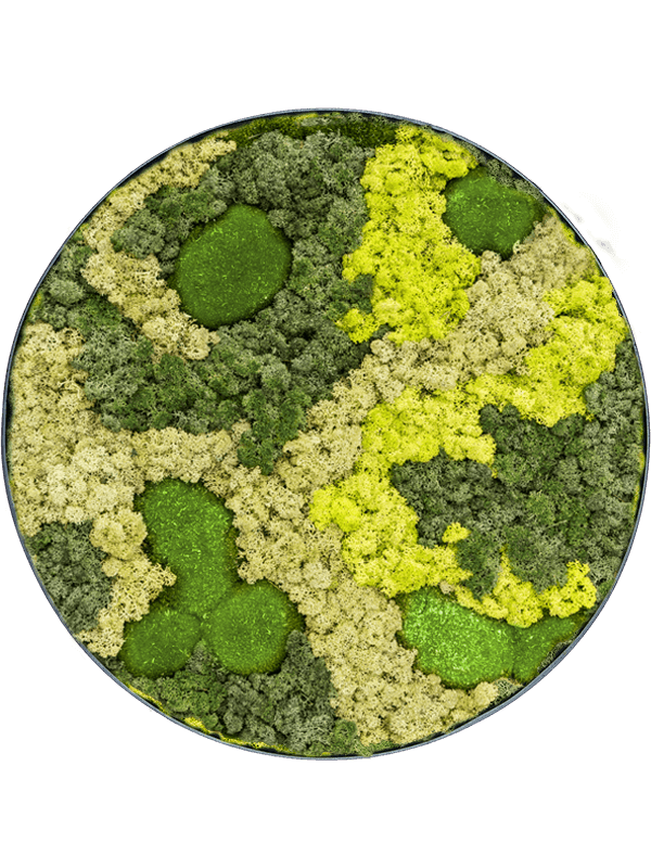 30% Ball moss 70% Reindeer moss (Mix) (⌀30)