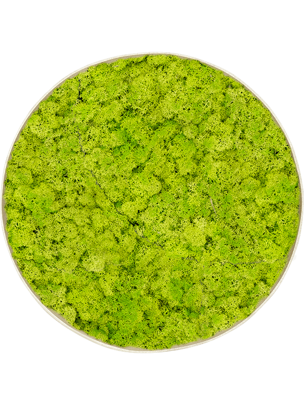 Reindeer moss (Spring green) (⌀60)