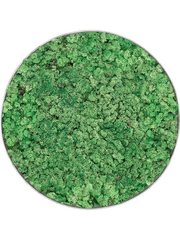 100% Reindeer (Grass Green) (⌀60)