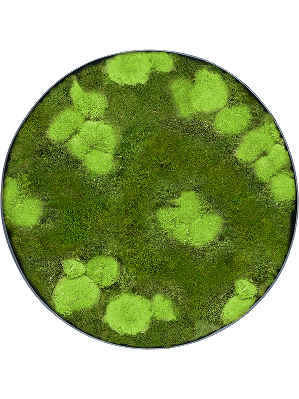 30% Ball- and 70% flat moss (⌀70)
