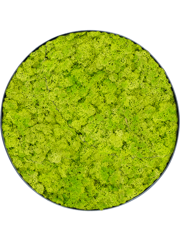 Reindeer moss (Spring green) (⌀90)