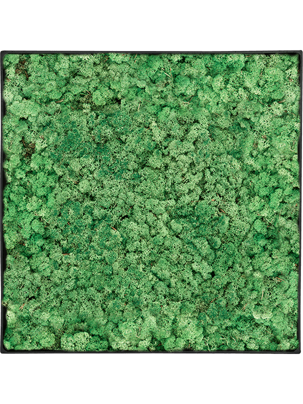 100% Reindeer (Grass Green) (↔30 ↕30)