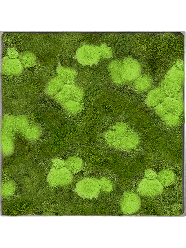 30% Ball- and 70% flat moss (↔60 ↕60)
