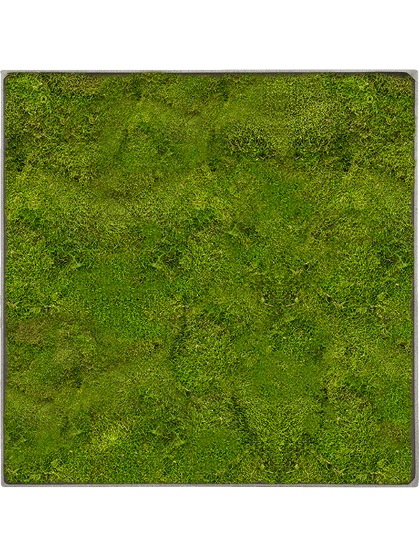 100% Flat moss (↔70 ↕70)