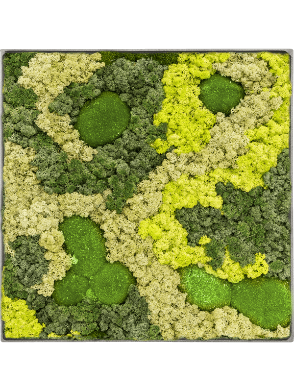 30% Ball moss 70% Reindeer moss (Mix) (↔70 ↕70)