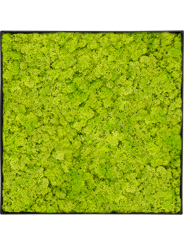 Reindeer moss (Spring green) (↔80 ↕80)
