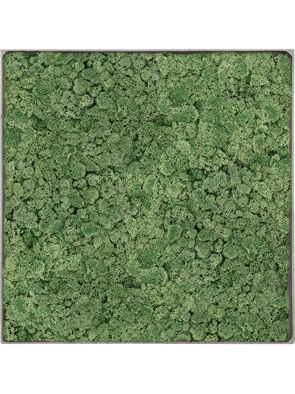 100% Reindeer Moss (Moss green) (↔90 ↕90)