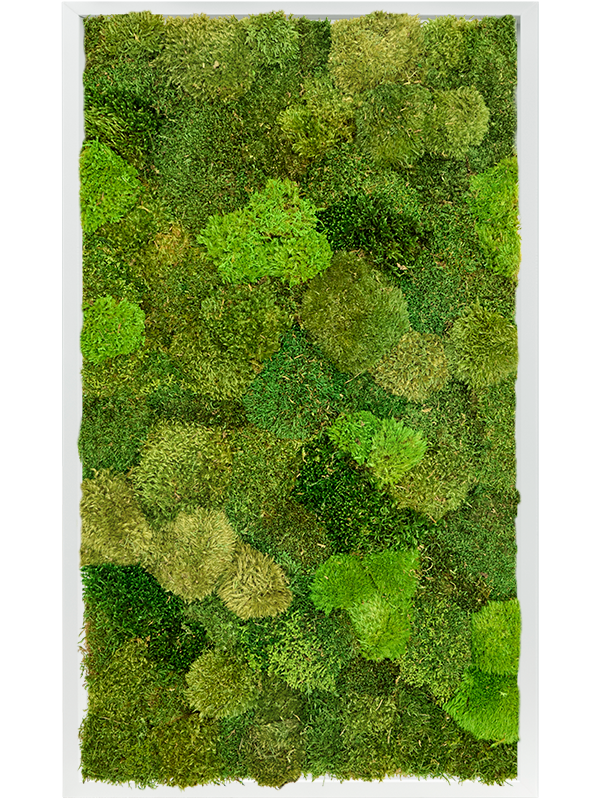 20% Flat and 80% Exclusive Moss  (↔60 ↕100)