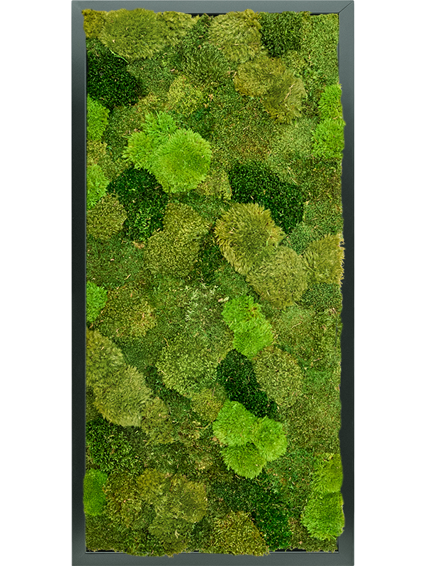 20% Flat and 80% Exclusive Moss  (↔60 ↕120)