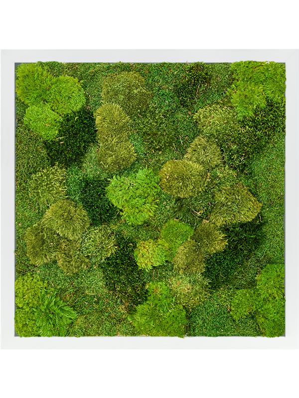 20% Flat and 80% Exclusive Moss (mix) (↔100 ↕100)