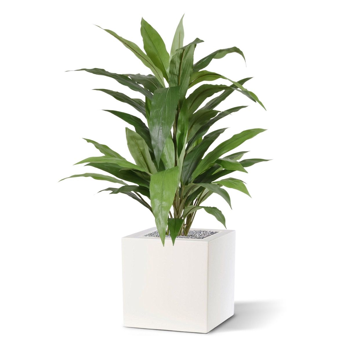 Dirbtinis augalas Dracena 80 cm