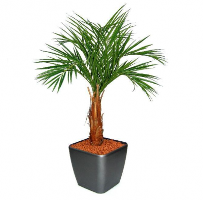Mākslīgā Areka palma (120 cm)