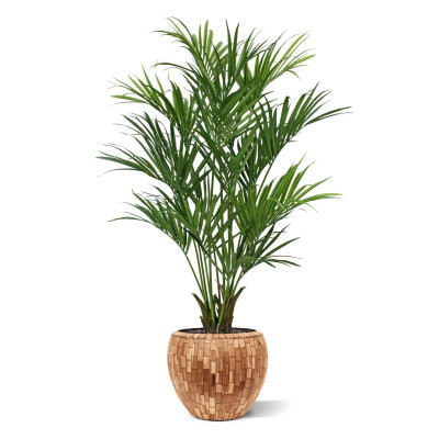 Kencja palma XL (190 cm)