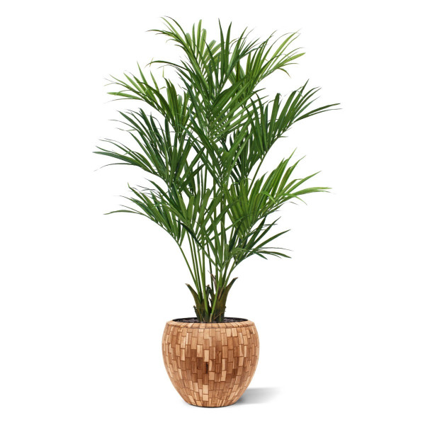 Sztuczny Kencja palma XL (190 cm)