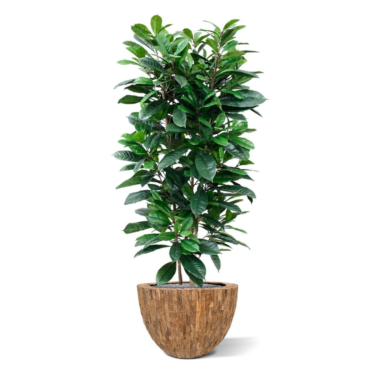 Plastmasas Mākslīgais fikuss Deluxe (160 cm)