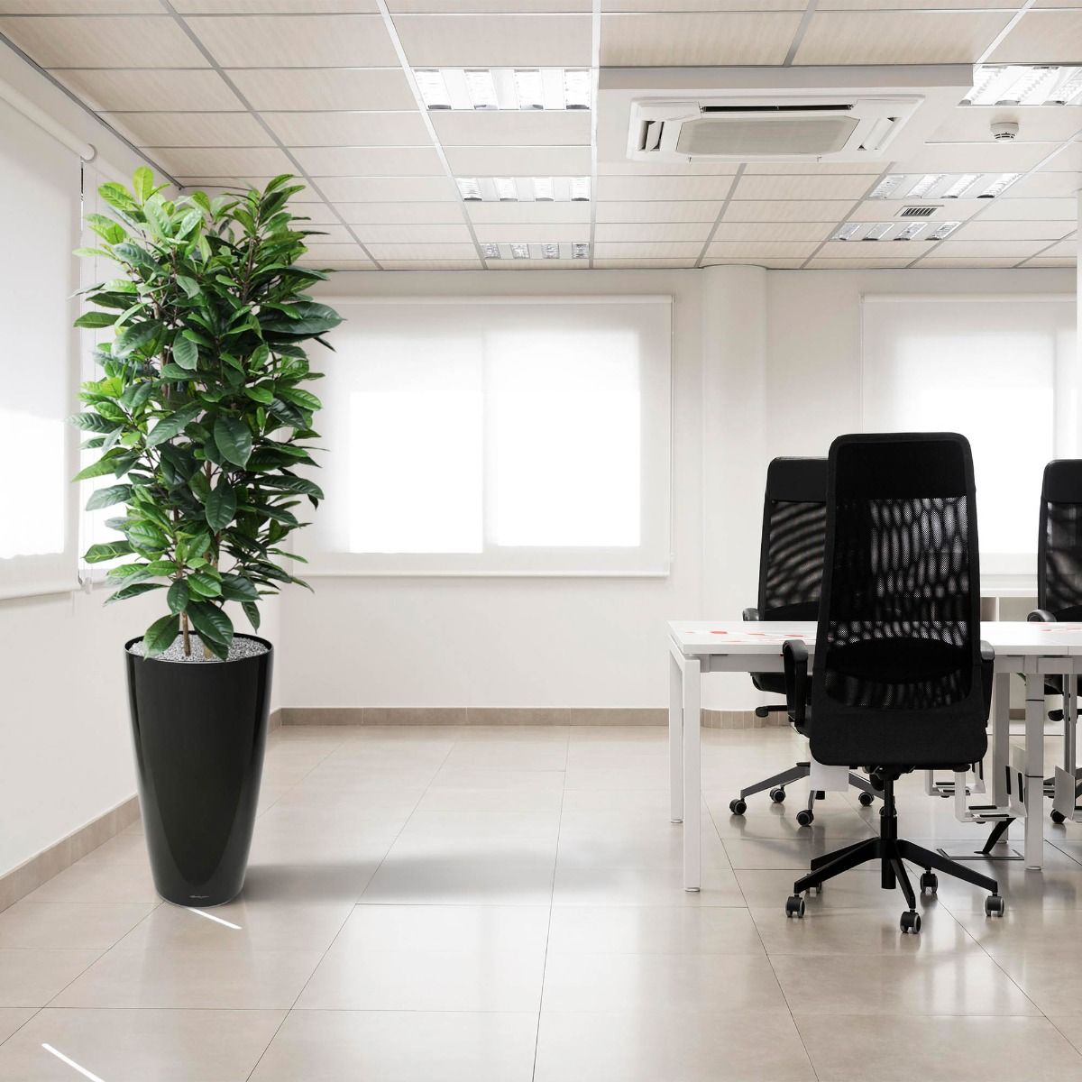 Umjetno stablo Ficus Cyathistipula (160 cm)