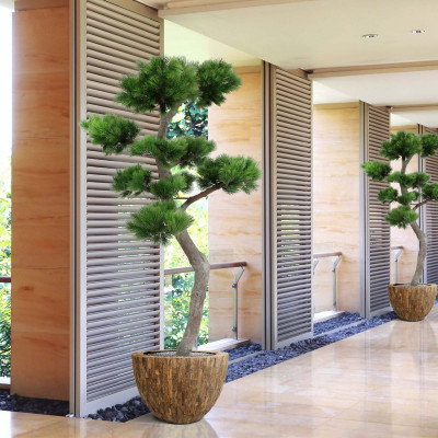 Sosna Bonsai drzewo XL (200 cm) UV