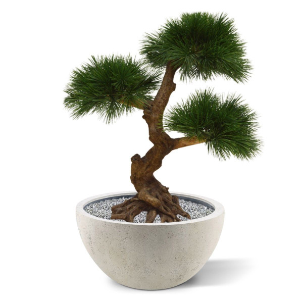 Teko Hopeapinja bonsai (60 cm)