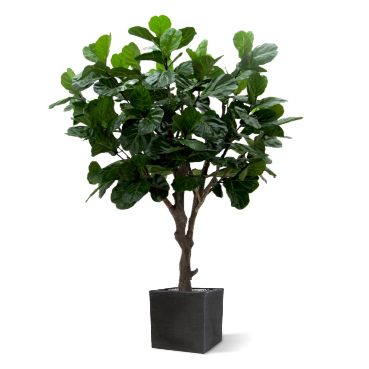 Konstgjord Fiolfikus (260 cm)