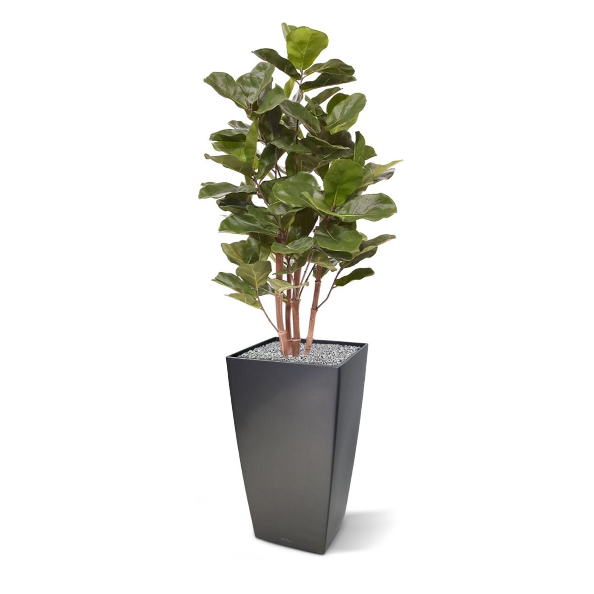 Искусственный Фикус лировидный (105 см)