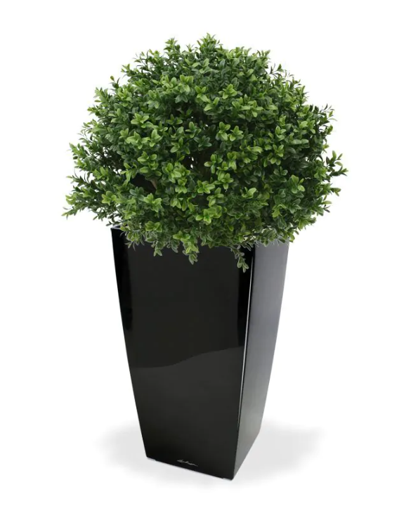 Tekopuu Puksipuu (40 cm)