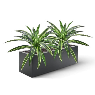 Dracena 40 cm