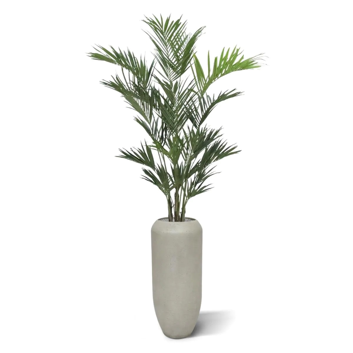 Dirbtinis medis Palmė Forsterio Hovėja 260 cm
