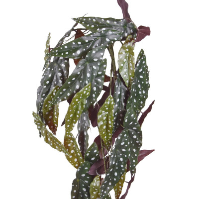 Begoonia (80 cm)