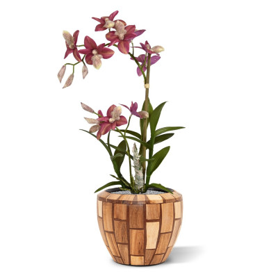 Orchidėja (50 cm)