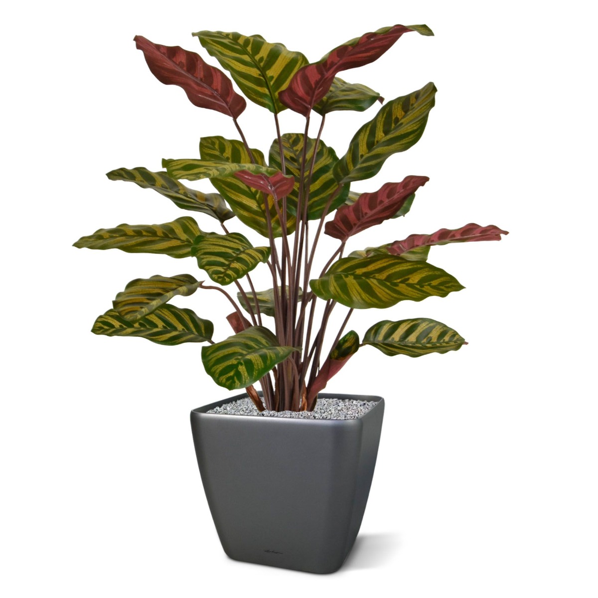 Искусственная Калатея Макоя (60 см)