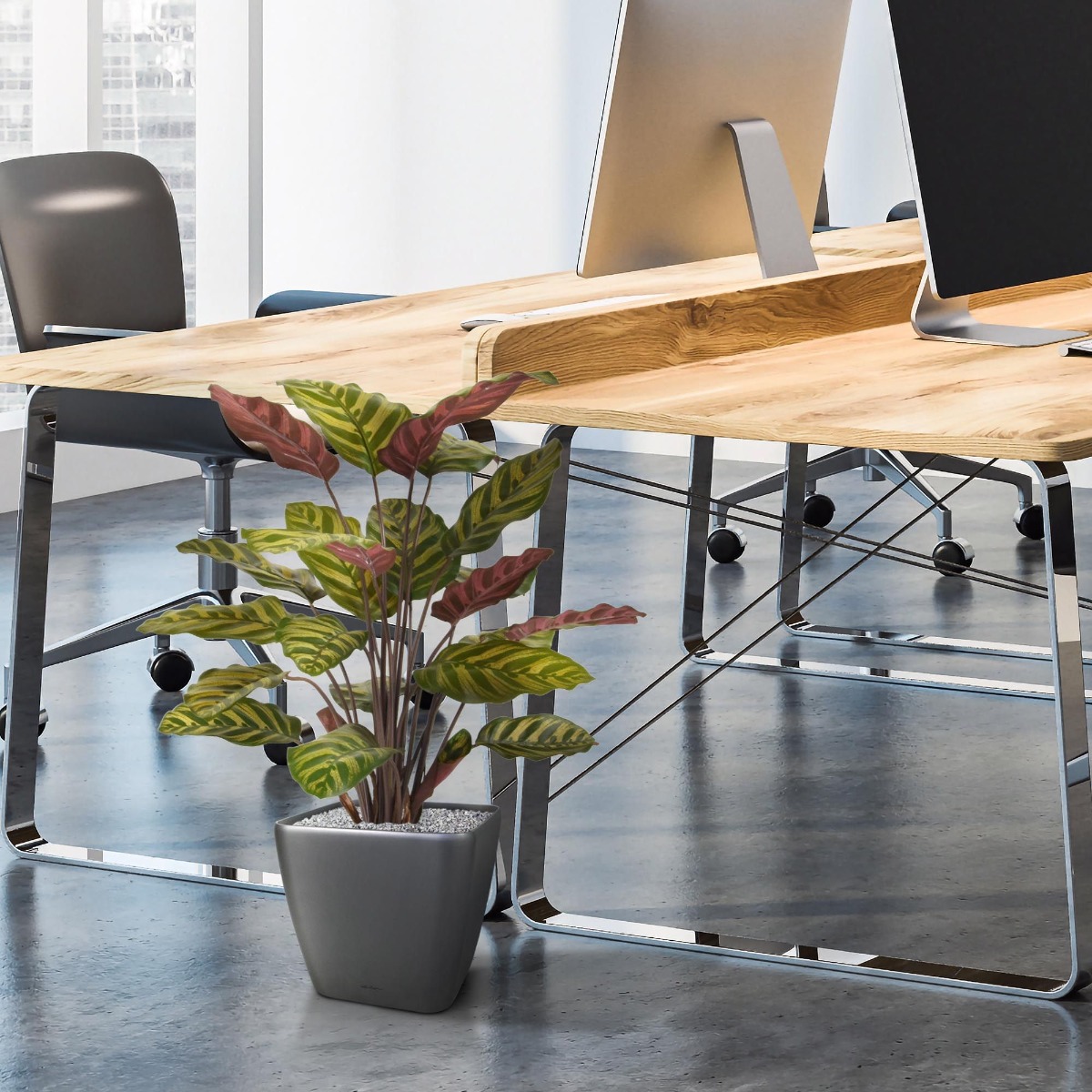 Искусственная Калатея Макоя (60 см)