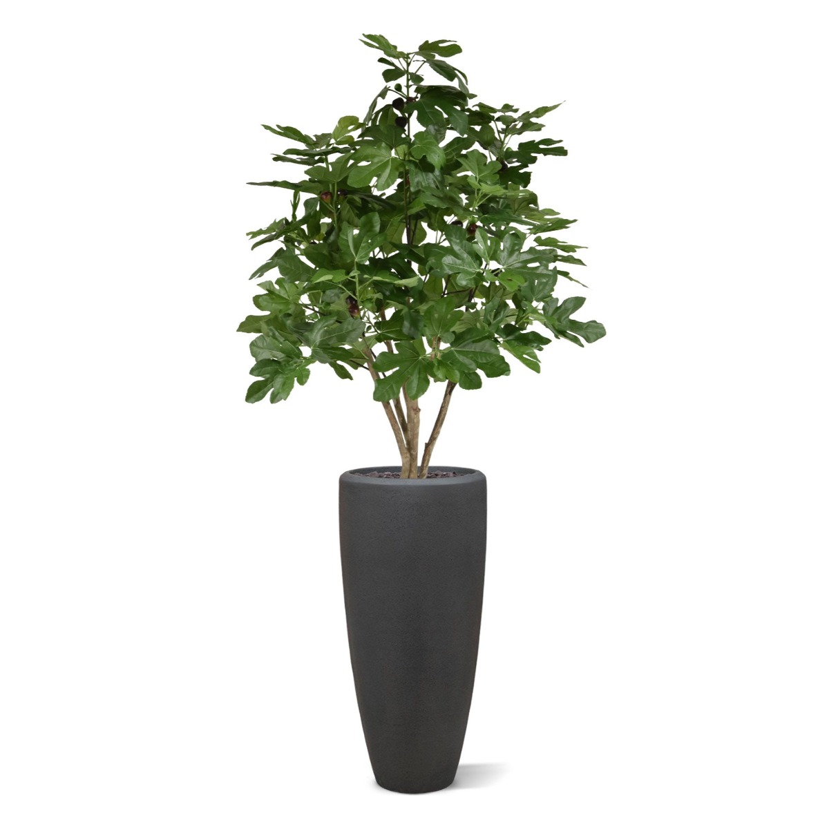 Dirbtinis medis Fikusas (120 cm)