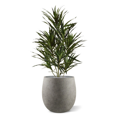 Dracena (70 cm)