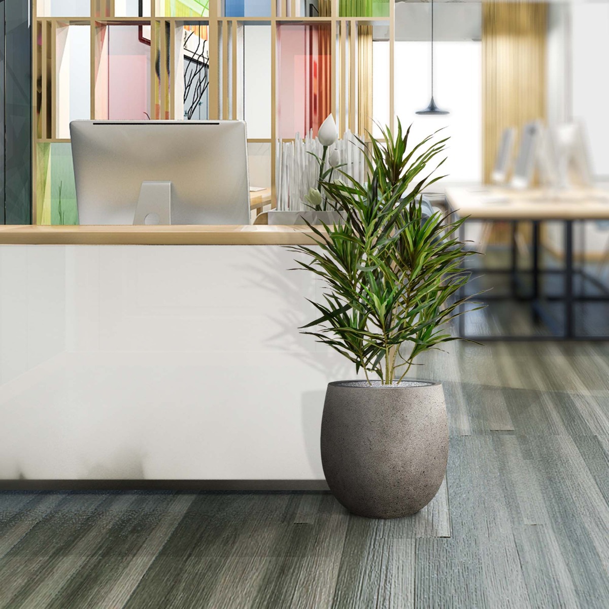 Dirbtinis augalas Dracena (70 cm)