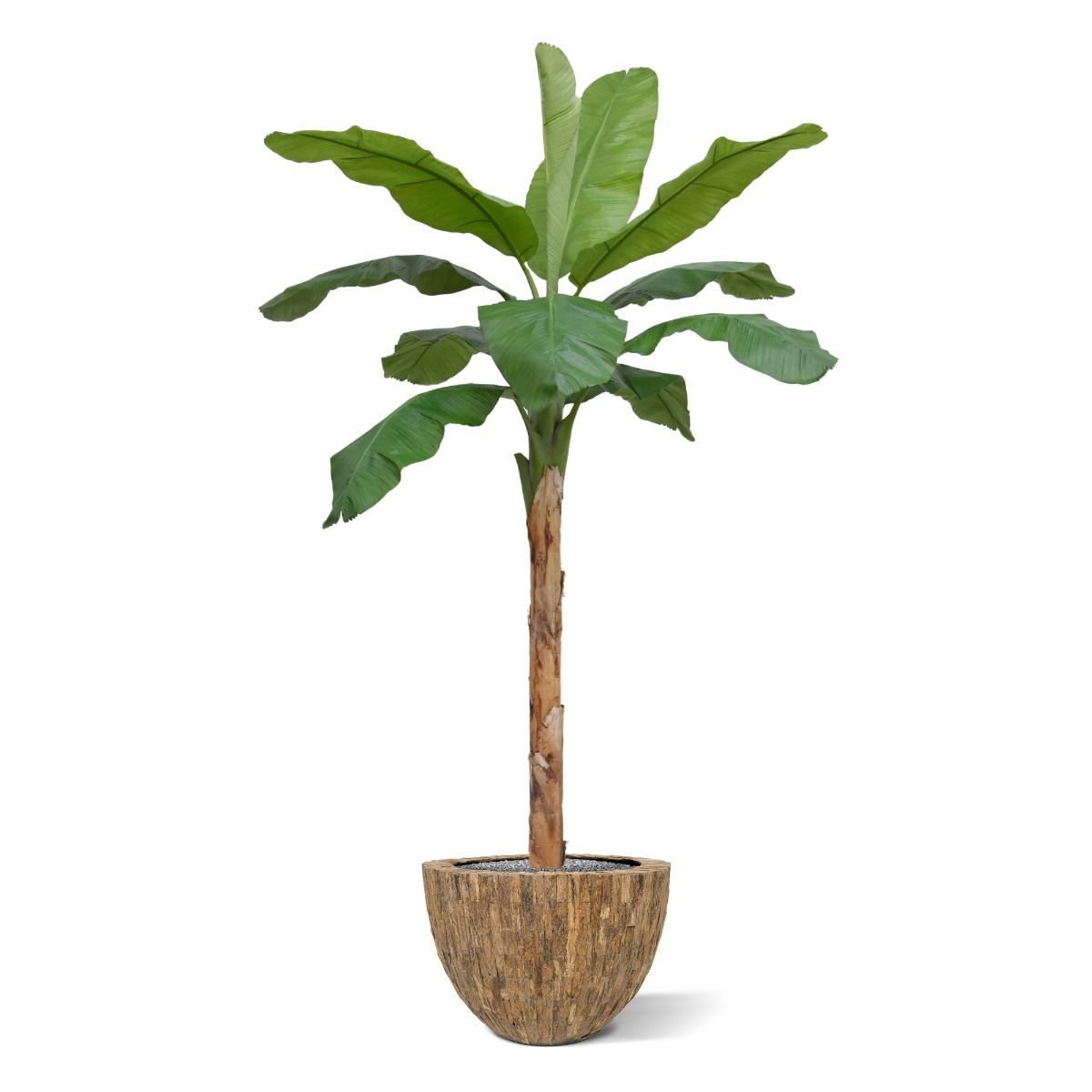 Dirbtinis medis Bananmedis (300 cm)